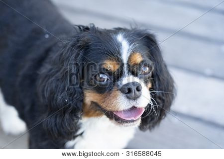 A Cute Cavalier King Charles Spaniel Dog