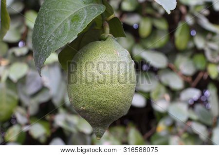 A Fresh Green Lemon Fruit On Its Branch