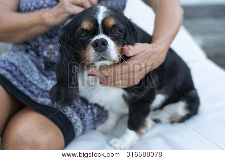 A Cavalier King Charles Spaniel Being Cuddled