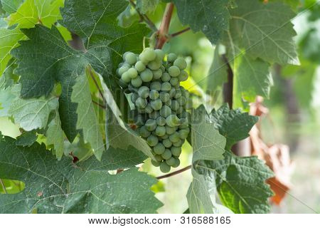 A Vineyards Landscape In South Of France