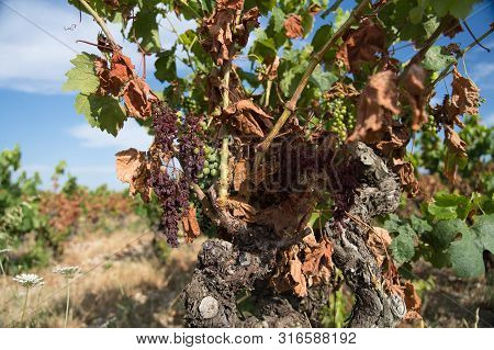 A Vineyards Landscape In South Of France