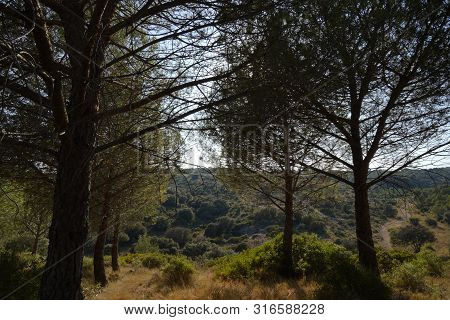 Some Pines Tress In Scrubland Of South Of France