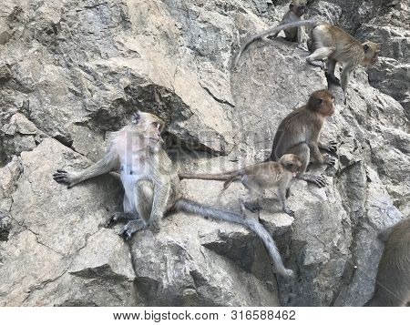 Some Monkeys Standing On Rocks In Thailand