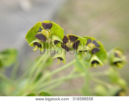 A Close Up Of A Euphorbe Characias In South Of France