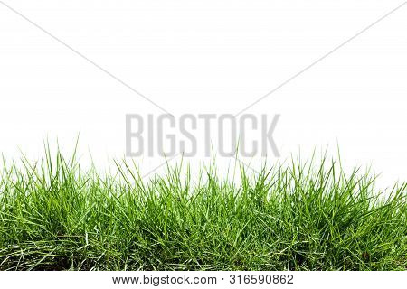 Green Plant Grass Isolated On White Background