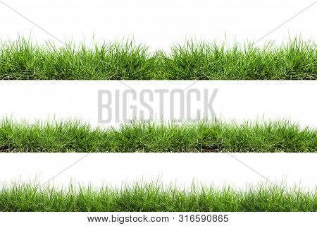 Green Plant Grass Isolated On White Background