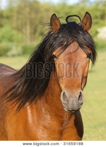 Connemara Headshot
