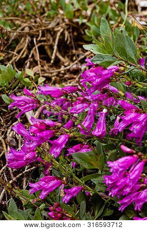 Wet Purple Penstemon Stalks And Leaves With Water Drops