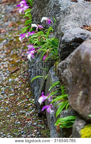 White And Lavender Orchid Planted In Crevises Of A Rock Garden
