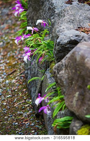 White And Lavender Orchid Planted In Crevises Of A Rock Garden