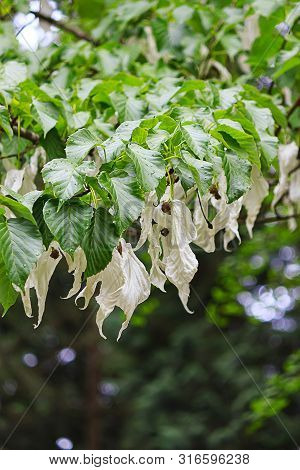 Wet White Flowering Dove Tree Blooms On Branch With Veined Leaves