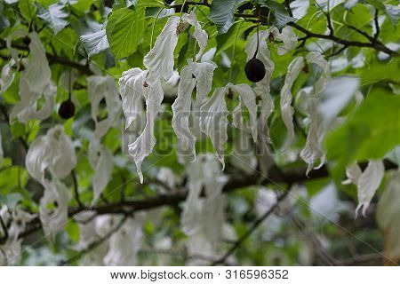 Wet White Flowering Dove Tree Blooms On Branch With Veined Leaves