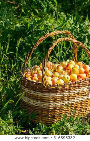 Fresh Ripe Organic Apples In A Large Wicker Basket On Green Grass Outdoors. Autumn And Summer Harves