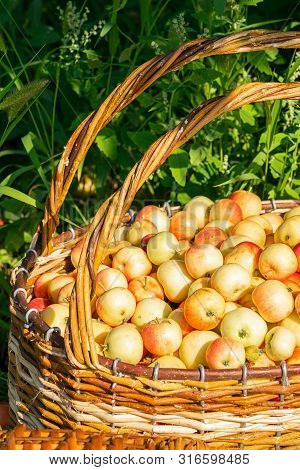 Fresh Ripe Organic Apples In A Large Wicker Basket On Green Grass Outdoors. Autumn And Summer Harves