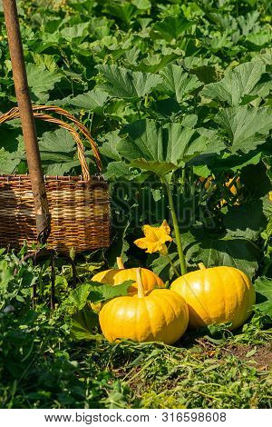Fresh Ripe Organic Pumpkins On Green Grass Outdoors. Autumn And Summer Harvest Concept. Biofarm And 