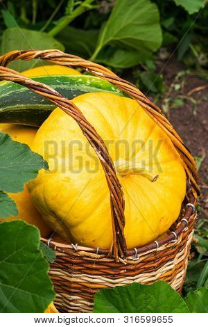 Fresh Ripe Organic Pumpkins Wicker Basket On Green Grass Outdoors. Autumn And Summer Harvest Concept