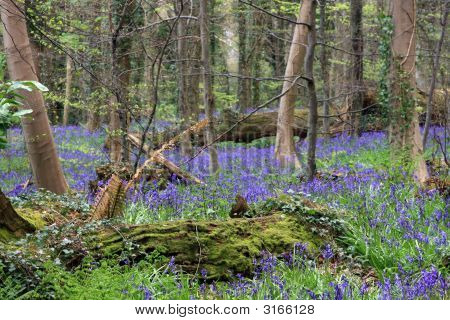 A Bluebells az erdő