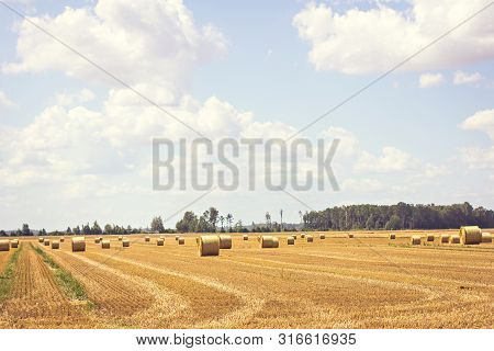Bales Of Mowed Hay In The Field