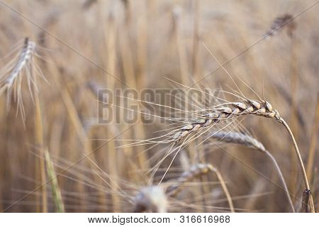 Ears Of Wheat.  Golden Wheat Field And Sunny Day