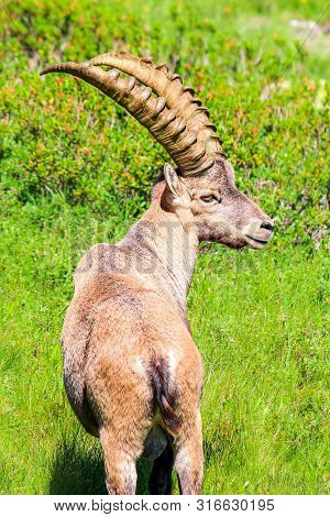 Vertical Photo Of Alpine Ibex On Green Pasture Near Chamonix, French Alps. Profile View. Wild Goat, 
