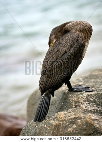 Cormorant Freezing Cold Close-up Standing On The Stone
