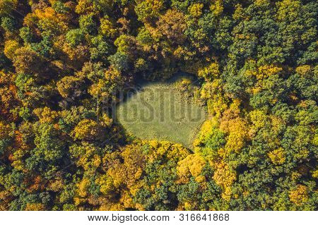 Top View Of A Forest Clearing From A Drone
