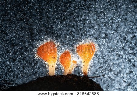 Macro Photography Of Cookeina Mushroom In Rainforest, Tiny Orange Cookeina Mushroom, Champagne Mushr