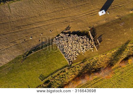 Aerial Drone Shot Of Sheep