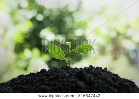 Small Plant Growth On The Soil Nature