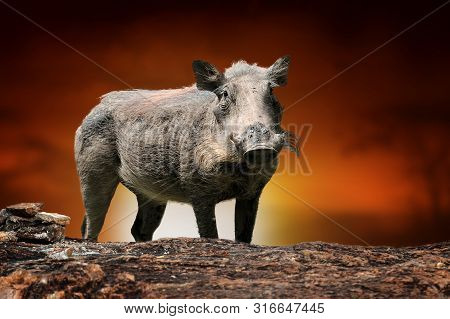 Close Common Warthog On Savanna Landscape Background And Mount Kilimanjaro At Sunset