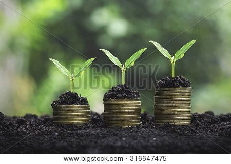 Coins Stack With Step Growing Plant And Sunshine Background. Concept Saving Money