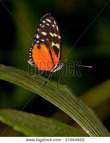 ผีเสื้อ Longwing เสือเหลือง