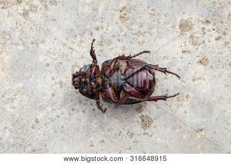 The Beetle Death Laying Down On Concrete, Onthophagus Gazella Is A Species Of Scarab Beetle,beetle D