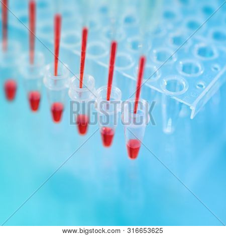 Multichannel Pipette Tips Filled In With Red Reaction Mixture To Amplify Dna In Plastic Wells, Text 