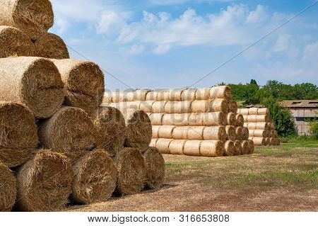 Hay Bales. Many Large Bales Of Hay Are Stacked On A Field In Stacks.