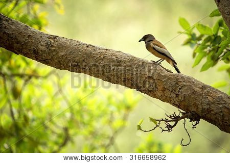 The Rufous Treepie (dendrocitta Vagabunda) Sitting On Branch In Jungle, Native To The Indian Subcont