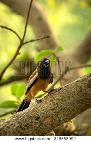 The Rufous Treepie (dendrocitta Vagabunda) Sitting On Branch And Screaming, Native To The Indian Sub