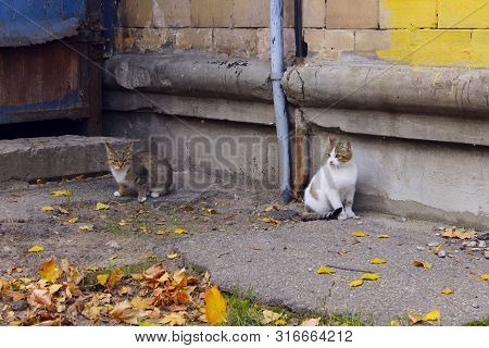 Animals, Pets, Stray Cats Concept. Stray Cat Outdoors. Pets, Animals, Cats Concept. Cat On The Stree