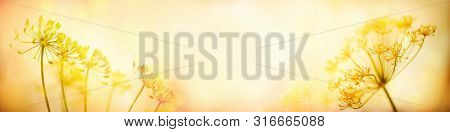 Autumn flower background. Silhouettes of inflorescences of  umbelliferous plant  against  sunset background. Autumn nature.