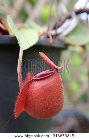 Red Tropical Pitcher Plants Hanging From Its Pot In A Garden