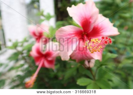 Close-up Image Of Stamen Of Pink Hibiscus Flower With Pink Hibiscus Flowers Background