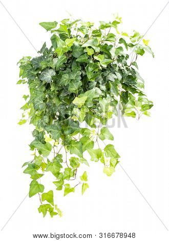green ivy isolated on a white background.