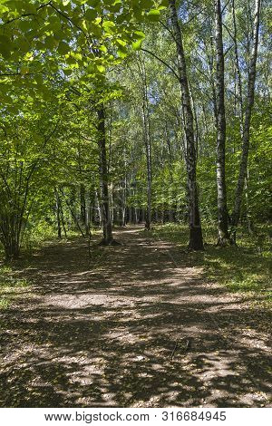 Sunlight Spots On The Footpath In The Landscape Reserve Teply Stan. Sunny Day In September. Moscow, 