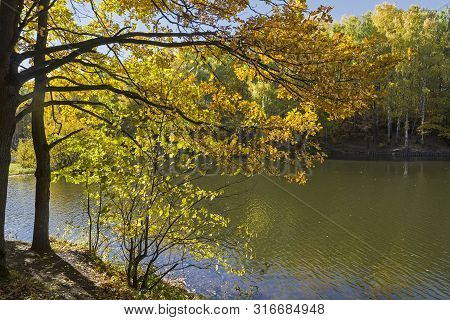 Trees With Bright Yellow Fall Foliage On The Shore Of The Pond. Sunny Day In October. Landscape Rese