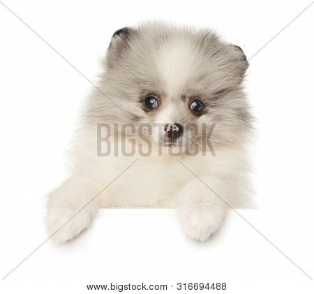 Pomeranian Zwerg Spitz Puppy Marble Color Above White Banner