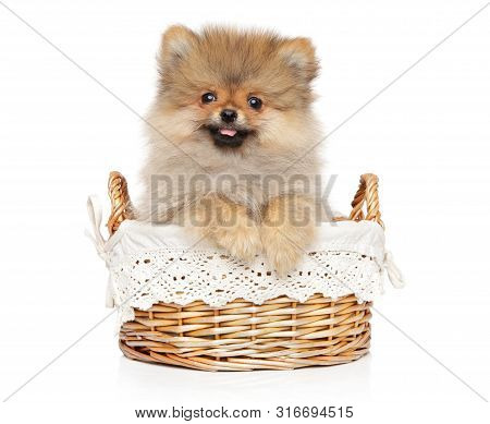 Pomeranian Spitz Puppy Posing In Wicker Basket On White Background. Baby Animal Theme