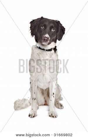 Blandras hund. Nederländska Partridge hund, frisiska pekar hund