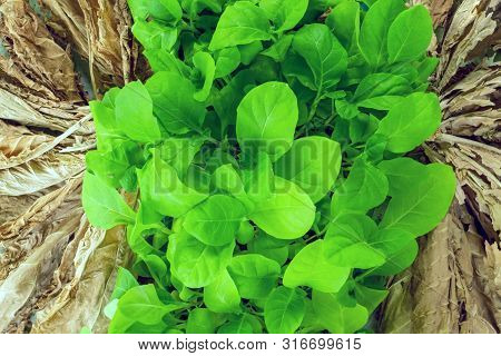 Green Tobacco Leaves Dried Tobacco Leaves Top View Tobacco Drying