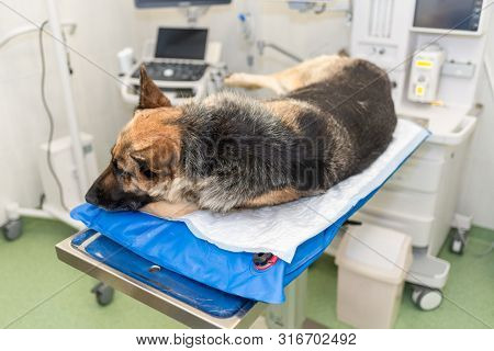 Sick Dog In A Veterinary Clinic Waiting For A Surgery
