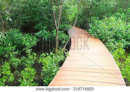 A Wooden Walkpath Through Mangrove Forest Located In Chanthaburi Province,thailand